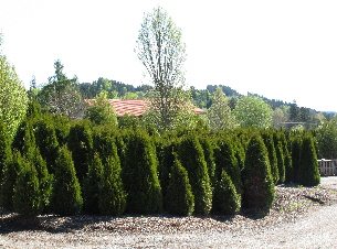 Baumschule 2012 074